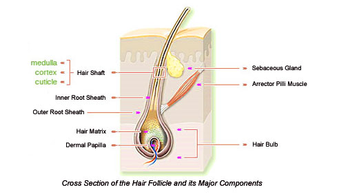 Illustation of a cross section of a hair follicle.